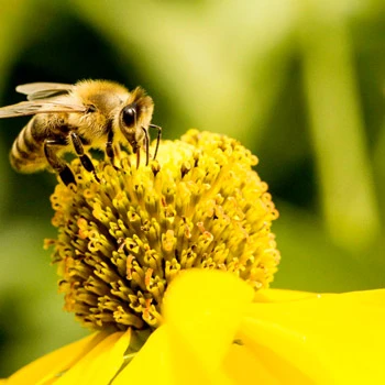 Ajută polenizatorii! – Seamănă flori sălbatice în grădina ta!