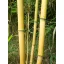  Tijă de bambus 90 cm 8-10 mm