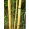  Tijă de bambus 75 cm 8-10 mm