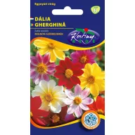 Dalie, amestec de culori