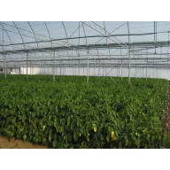 Folie TVK 12x60m 0,15 UV 1 ani S1N