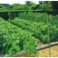 Plasă de susținere de plante 15x15x100m (lățime 1,2m )
