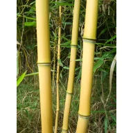 Baton de bambus 150 cm 10-12 mm