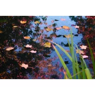 Plasă de protectie pentru culegerea frunzelor 4x6 m