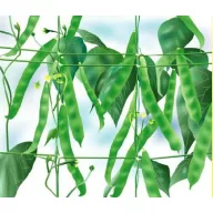 Plasă de susținere de plante 17x10x1000m (lățime 1,7m )