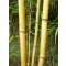  Tijă de bambus 120 cm 8-10 mm