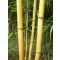  Tijă de bambus 150 cm 14-16 mm