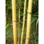 Tijă de bambus 150 cm 14-16 mm