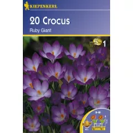 Crocus botanic, kiepenkerl Ruby Giant 20 buc