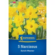 Bulbi de floare Narcis Dutch Master Kiepenkerl 5 bulbi