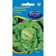 Salată Răsad Gigant 2g