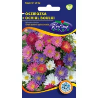 Steluţe de toamnă (Aster) tufiş, amestec de culori 1 gr