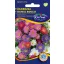 Steluţe de toamnă (Aster) tufiş, amestec de culori 1 gr