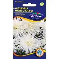   Steluţe de toamnă (Aster) cu petale subţiri ca acele, alb 1 gr