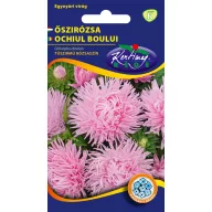   Steluţe de toamnă (Aster) cu petale subţiri ca acele, roz 1 gr