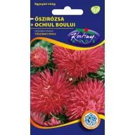   Steluţe de toamnă (Aster) cu petale subţiri ca acele, roşu 1 gr