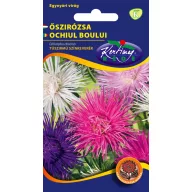   Steluţe de toamnă (Aster) cu petale subţiri ca acele, amestec de culori 1 gr