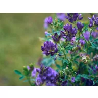 Lucernă  II. grade din Szarvas AS 1 kg