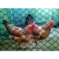 Grilă de pui Multi-Mesh BN-50 0,5x30m