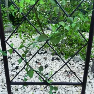 Grilă călugăriță Classic Metal Trellis 0,3x1,2 m