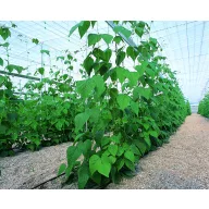 Plasă de susținere de plante 17x10x10m (lățime 1,7m )