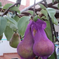 Plasă de protecție împotriva viespilor 50pcs