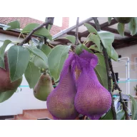 Plasă de protecție împotriva viespilor 50pcs