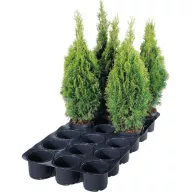 Super-tavă pentru Ghiveci de 19-21 cm 