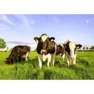 Semințe de iarbă amestec pășune Fauna 20kg