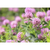 Trifoi roșu  Lucrum 25 kg