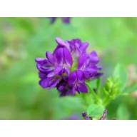 Lucernă Giulia 25 kg