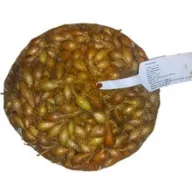 Bulbi de ceapă Stuttgarti 5 kg