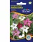 Nicotiana alata (Regina nopţii) amestec de culori 1 gr