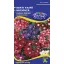 Verbena de grădină, amestec de culori 0,5 gr