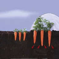 Folie de horticultură "Climafilm" 2x5 m