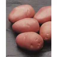 Tuberculi de cartofi "Cleopatra" 50 de buc.