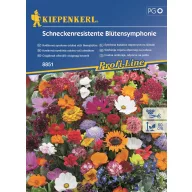   Simfonie cu flori, rezistentă la melci, pentru 2 mp, Kiepenkerl