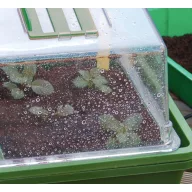   Mini seră poate fi încălzită "Heating Grow" 39x25x20 cm