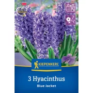   Bulbi ceapă zambilă, de câmp deschis, Kiepenkerl Blue Jacket 3 buc.
