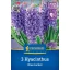 Bulbi ceapă zambilă, de câmp deschis, Kiepenkerl Blue Jacket 3 buc.
