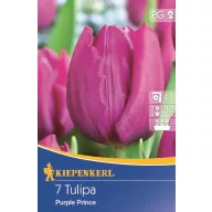 Bulbi de Lalele timpurii, Kiepenkerl Purple Prince 7 buc.