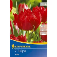 Bulbi de Lalele, plini, Kiepenkerl Abba 7 buc.