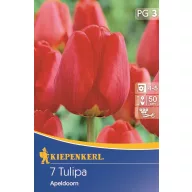 Bulbi de Lalele Darwin-hybrid, Kiepenkerl Apeldoorn 7 buc.