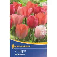   Bulbi de Lalele Darwin-hybrid, Kiepenkerl Van Eijk Mix 7 buc.