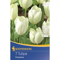 Bulbi de Lalele Fosteriana, Kiepenkerl Weißer Kaiser 7 buc.