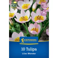 Bulbi de Lalele sălbatici, Kiepenkerl Lilac Wonder 10 buc.