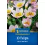 Bulbi de Lalele sălbatici, Kiepenkerl Lilac Wonder 10 buc.