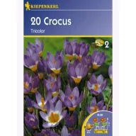   Bulbi ceapă Brânduşă botanică Kiepenkerl Tricolor  20 buc.