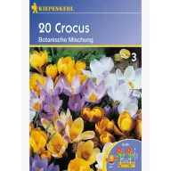 Bulbi ceapă Brânduşă botanică Kiepenkerl Mix 20 buc.