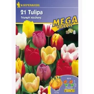 Bulbi de Lalele, Megapack, Kiepenkerl Triumf-Mix 21 buc.
